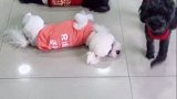 颜值最高的狗狗站出来