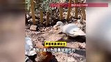 40多只小鸡离奇失踪，怀疑过黄鼠狼、老鼠、狗，万万没想到“凶手”竟是它！