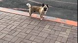 狗子：吼啥吼，耽误我看美女！