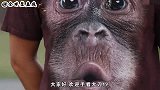 国外恶搞：男子学猩猩走路紧跟美女身后, 搞得对方很恐慌