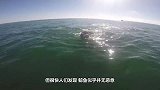 鲸鱼突然靠近游艇，看清鲸鱼的后背，在场的人忍不住落泪