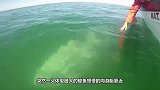 鲸鱼突然靠近游艇，看清鲸鱼的后背，在场的人忍不住落泪