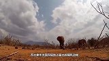 象宝宝惨遭两只河马偷袭，被大象妈妈发现，河马下场是这样！