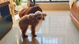 狗窝不会睡澡不爱洗，整天夹着尾巴装可怜的小泰迪猜猜