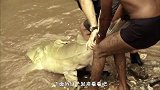 印度鲶鱼到底多可怕？往湖里丢点食物，下一幕简直太壮观！
