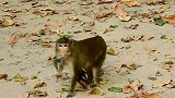 小猴猴子被母猴嫌弃和攻击，小猴哭得撕心裂肺，母猴真可恶!