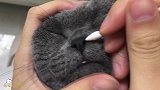 你帮猫抠过鼻子吗？帮猫咪抠鼻子的感觉太奇妙了……