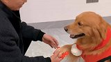 狗子收红包都知道要假装拉扯一下