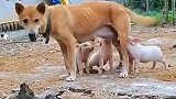 大黄养小猪，真是操碎了心