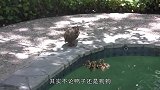 小哥把鸡扔进泳池，从此以后这只鸡爱上游泳，怎么漂起来的