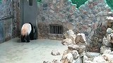 熊猫：国宝屁一翘，大事不妙