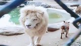 老虎不听话, 小奶狗二话不说上来就教训, 狮子在旁边吓尿了