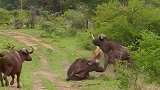 世界上最大的野牛，老虎见了也会扭头就走！身份竟还如此“特殊”