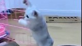 猫：我把门儿给你打开了，你快出来啊！