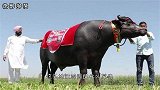 印度身价最高的牛，高达2200万，配种要5万，每天喝威士忌