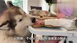 铲屎官让狗狗帮忙看孩子，谁知这狗这么不要脸，网友：炖了吧