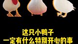 小鸭子有特别开心的事
