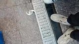 谁说的，三条腿的蛤蟆不好找