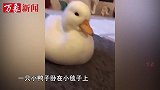 好困鸭强打精神摆POSE，萌翻主人，网友：像极了节后上班的我