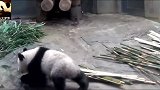 大门紧闭，熊猫香香只能室内走猫步卖萌