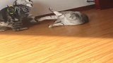 猫咪：敌不动，我不动，小菜鸡在我眼里就是小菜鸡！