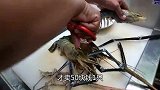 厨师处理巨大河虾，一刀切开“虾线”像蚯蚓大，游客抢着买
