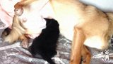 刚断奶的小奶猫，进门就上狗子身上找奶吃，狗子的反应太逗了