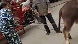 小牛：我才不上去，别以为我不知道你们要卖我！