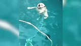 这里的水质真的很好，小狗正在这里游泳，这是要捉鱼吗