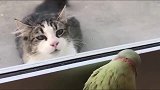 鹦鹉跟猫咪玩躲猫猫，猫咪很是不解，这傻鸟在干嘛呀