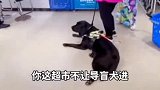 盲人带导盲犬进超市被拒，超市：导盲犬也是狗