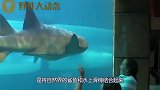 世界上最“惊险”水滑梯,从鲨鱼群中死里逃生,隔着屏幕都脚软