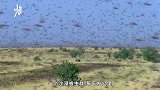 遮天蔽日！恐怖蝗灾侵袭东非，手指长一只太吓人，飞来中国试试？