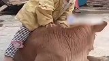 萌娃与小牛相伴长大，腻在一起玩耍打闹