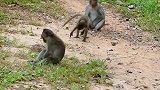 吴哥窟猴子喂猴子多么可爱，那些是纯野生的猴子
