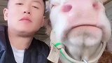 男子模仿牛一起咀嚼竟然惟妙惟肖