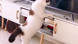 把电视里的自己当成了别的小猫咪、找了好几圈、又好笑又心疼 星探家 猫