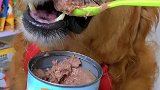 豆豆吃的慕斯罐头太香了，三个月以上的狗狗都能吃