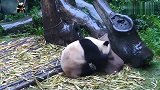 熊猫青青：对于学霸来说，探囊取笋只是雕虫小技