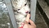 流浪小奶狗被卡在缝隙里，一动都不能动，小眼神太可怜了