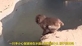 小猴子不小心掉进水里，上岸后找母亲求安慰，太聪明了