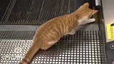 猫：第一次来超市，这电梯是怎么坐的！