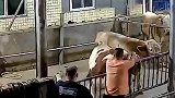 厦门警方通报待宰活牛被注水：食品公司法人代表等4人被刑拘