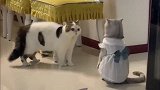 主人给猫咪穿上了衣服，同伴看见后质问它：穿这么漂亮给谁看呀？