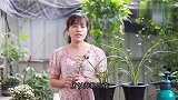 想养好兰花，坚决不能走这2个“极端”，不然适得其反