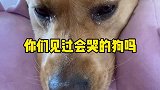 希望更多人包容狗狗