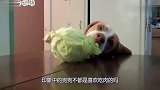 狗狗发现了卷心菜,费尽心思才吃到,吃菜的样子好搞笑啊!