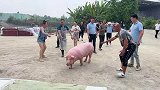 抽水第三天，四百斤大猪到位，拐哥全体出动抓猪，刨猪汤招待粉丝