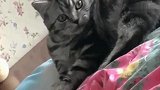 猫咪尝了一口主人的原味脚趾，接下来的表情爆笑