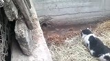 实拍猫咪抓老鼠，蹲着一动不动，扑上去一刻瞠目咋舌了！